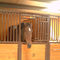 安定したドアの乗馬の馬の正門のパネルは販売のための馬を守ります